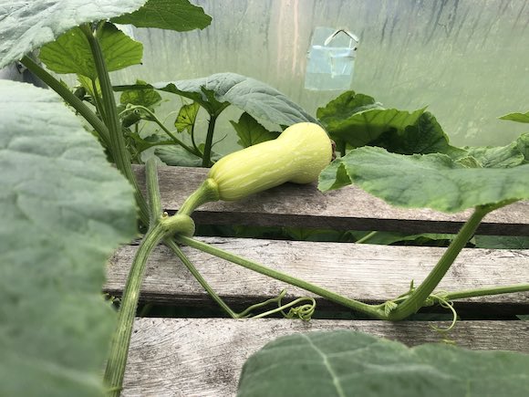 butternut