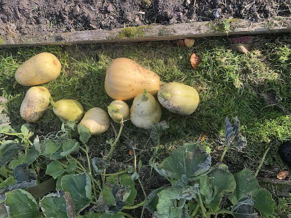 squashes