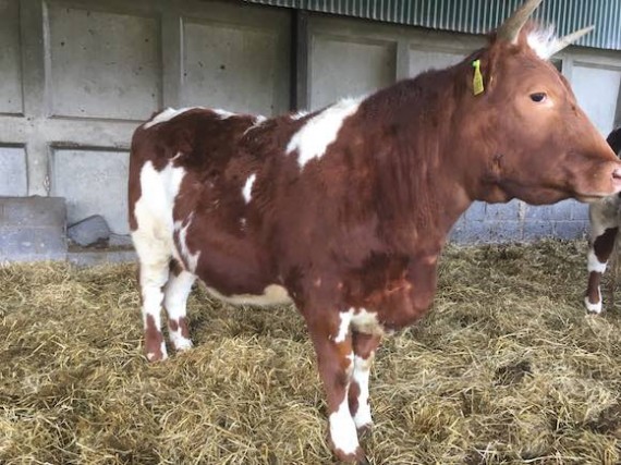 steer