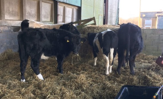 Steers feeding