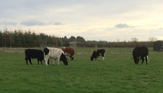 Steers on fresh grazing