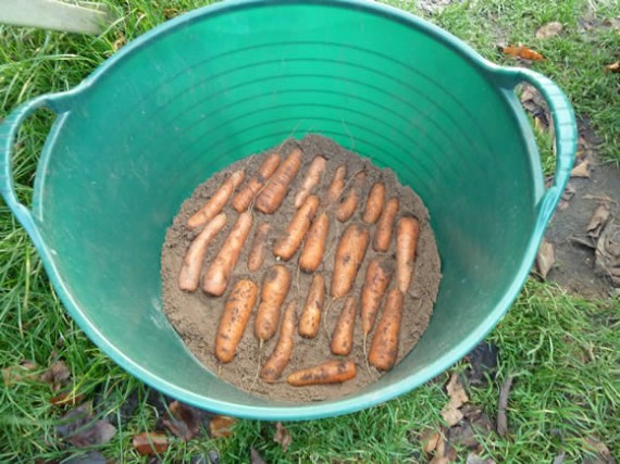 Storing carrots in sand