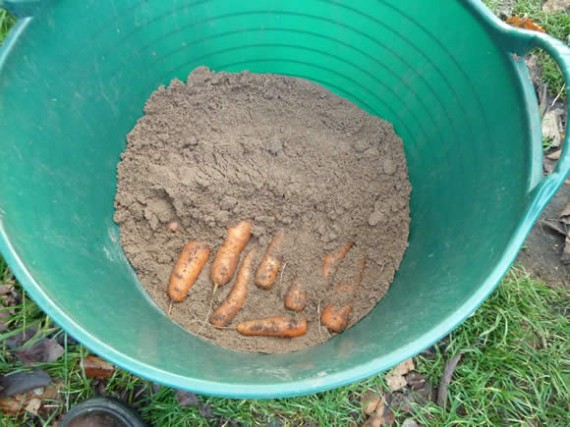 Storing carrots in sand