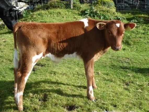Hollins Storm, Shetland Bull