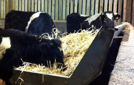 Cattle eating straw