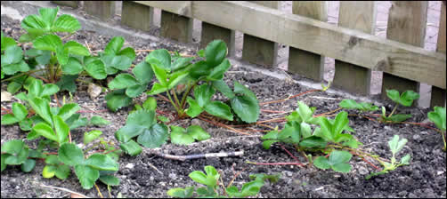 Strawberry runners