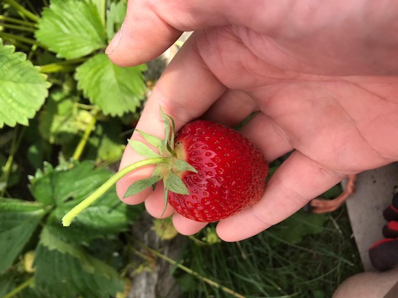 strawberry