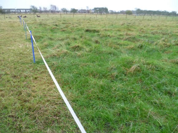 Strip grazing ponies