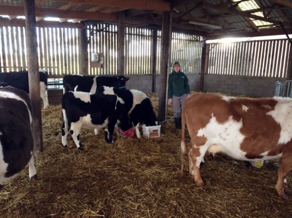 Feeding cattle sugar beet