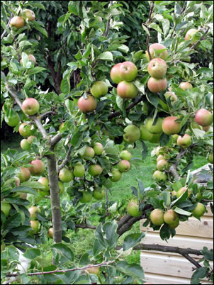 Sunset apple tree