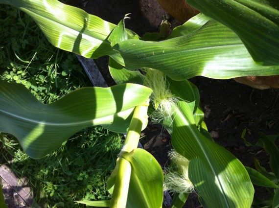 Sweetcorn coming on