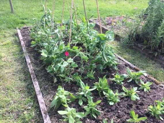 sweetpeas