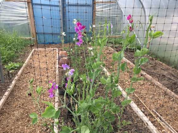 sweetpeas
