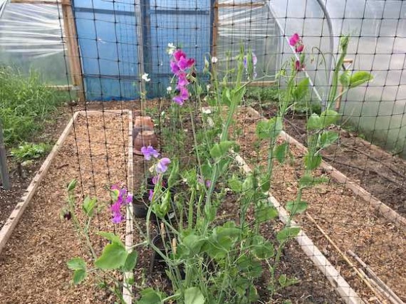 sweetpeas