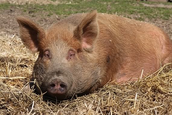 Tamworth boar