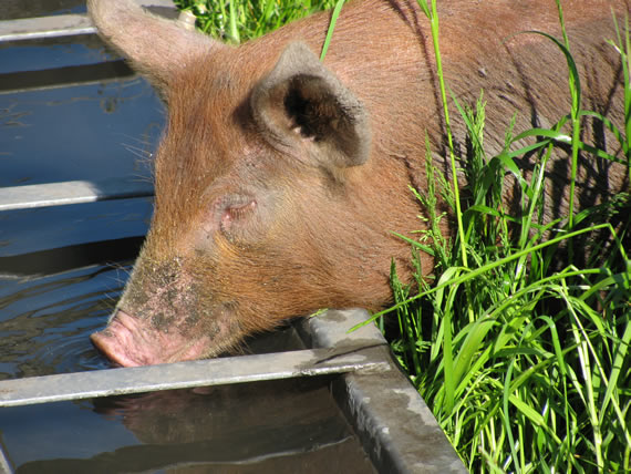 Tamworth pig drinking