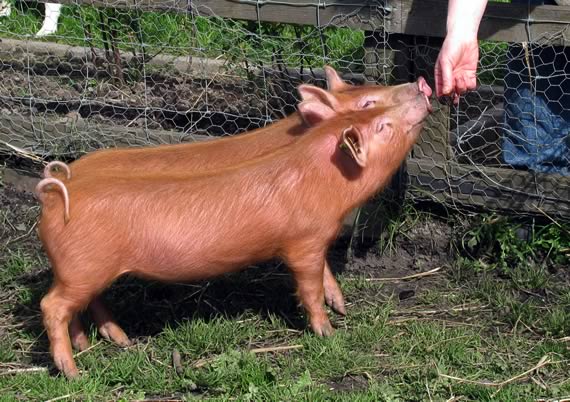 Tamworth weaners