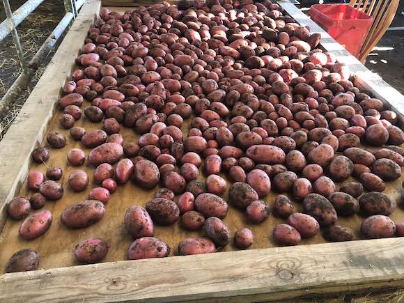 tatties