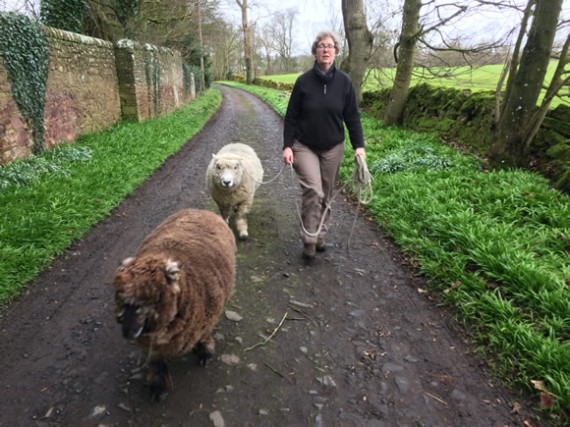 Teddy and Urquhart out for a walk