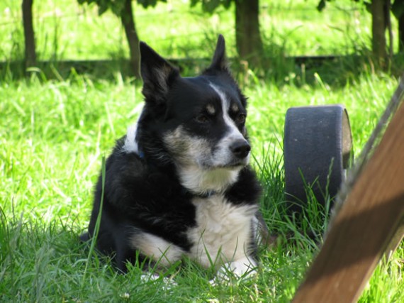 Tess watching hen TV