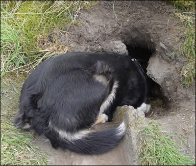 Tess waiting for bunnies