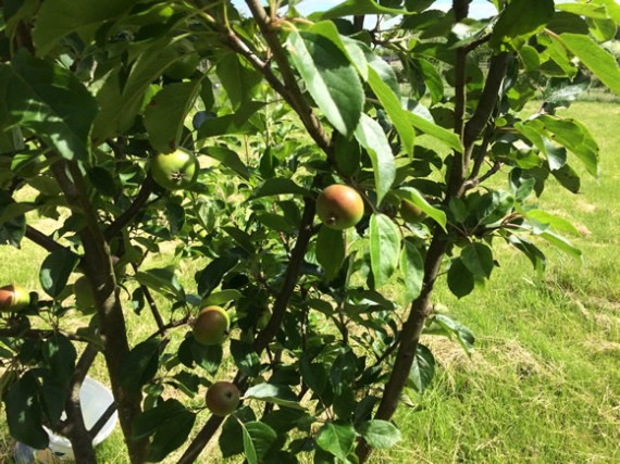 Thinned apple tree