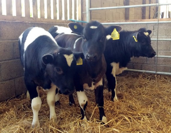 Cheeky Shetland calves