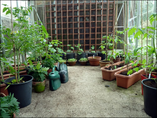 Tidy Greenhouse