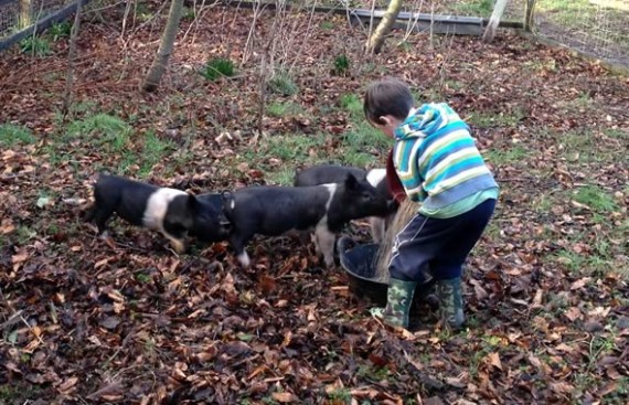 Tom and Hampshire weaners