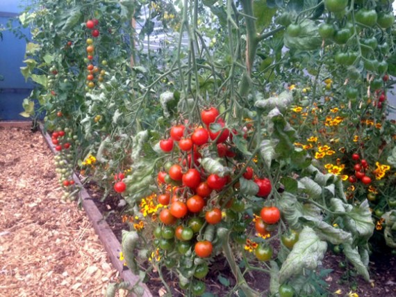 Tomato harvest