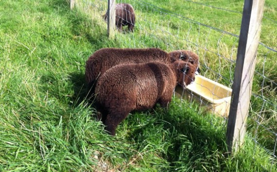 Trapped lambs