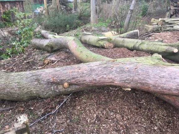 trees