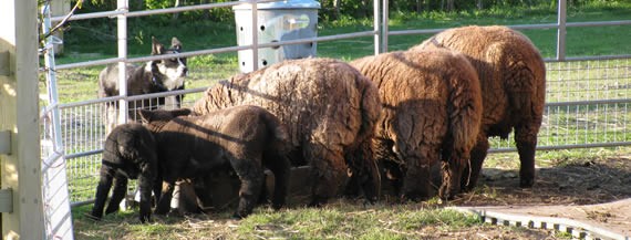 Sheep at the trough