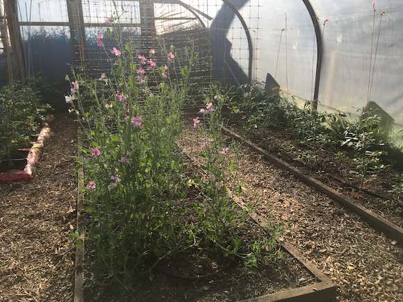 polytunnel