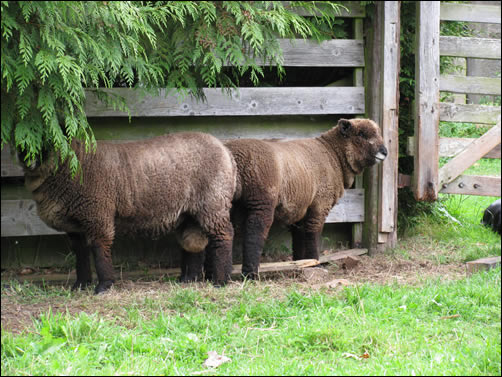 Tup lambs