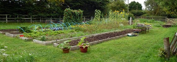 Vegetable garden Spetember 2011