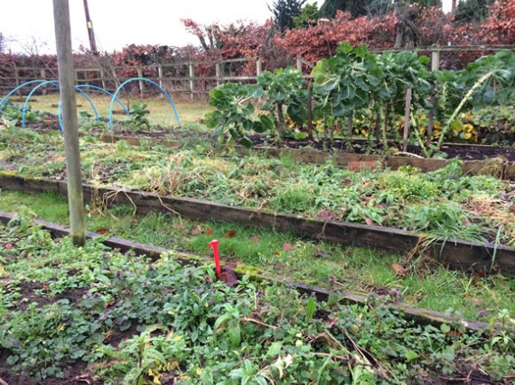 Veg garden weeds