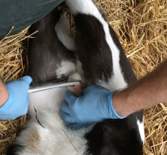 Vet castrating Paddy