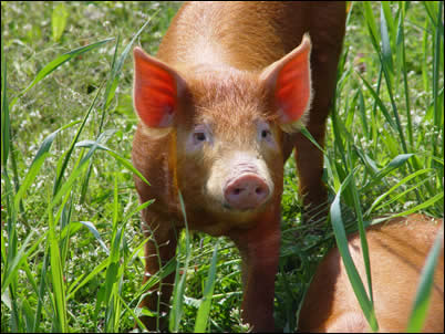 Curious Tamworth weaner