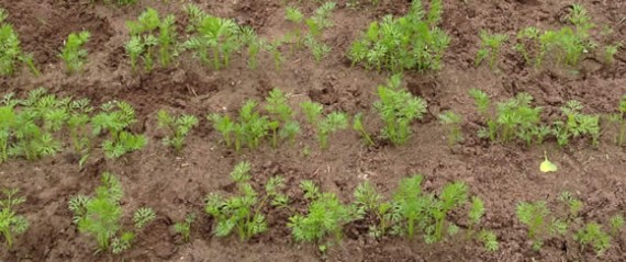 Weeded carrots