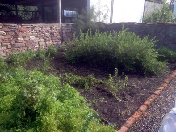 Weeded fruit garden