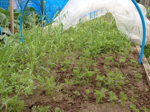 Weeding carrots