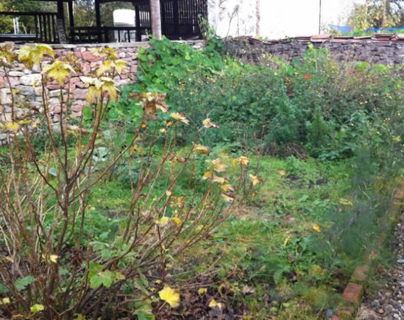 Weedy fruit garden