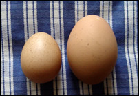A weeny egg compared to a normal egg