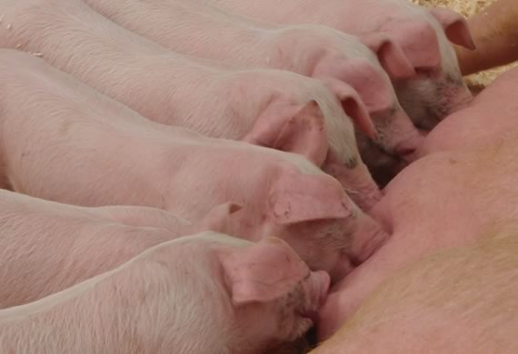 Welsh piglets