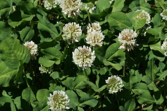 White clover