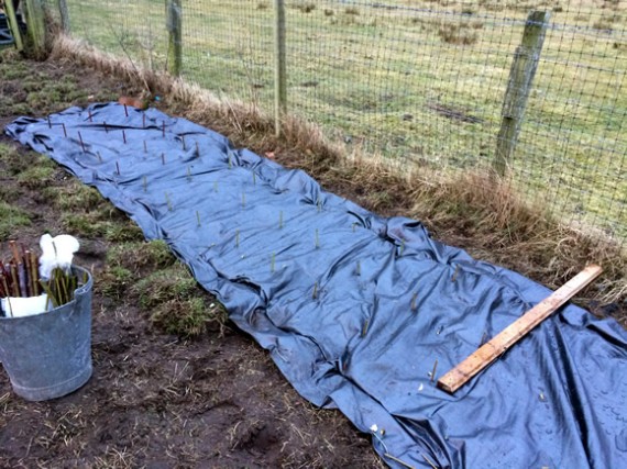 Willow bed planted