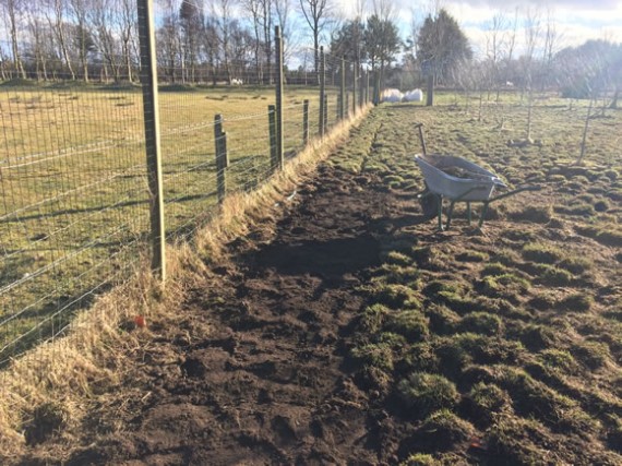 Nursery willow bed