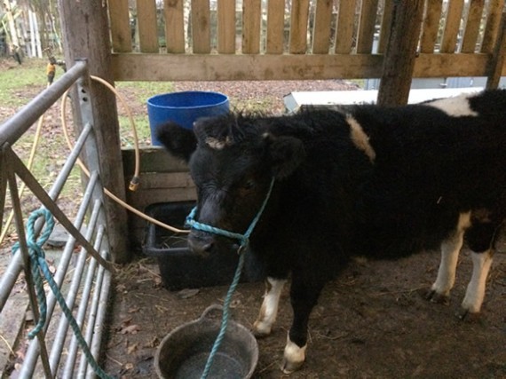 Winnie on her halter