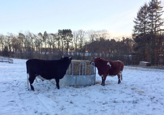 Straw for the steers